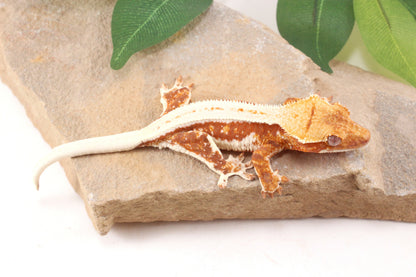 Red Lily White Crested Gecko