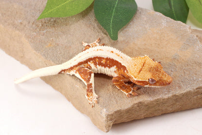 Red Lily White Crested Gecko
