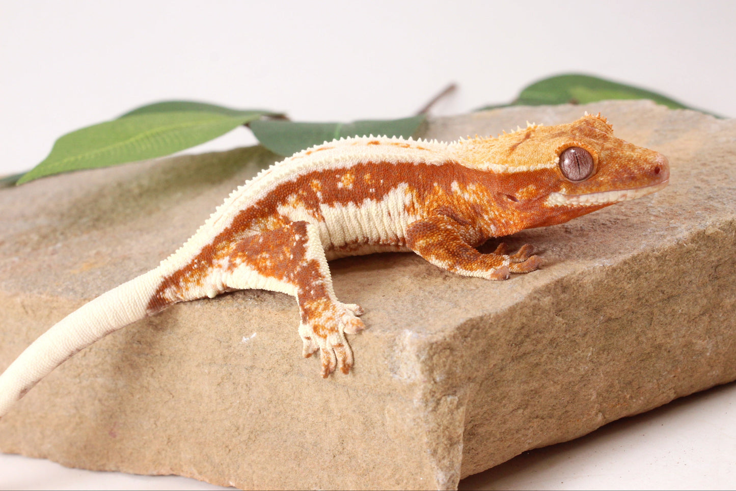 Red Lily White Crested Gecko