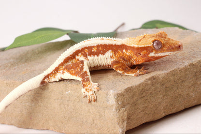 Red Lily White Crested Gecko