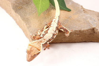 Tri Color Lily White Crested Gecko