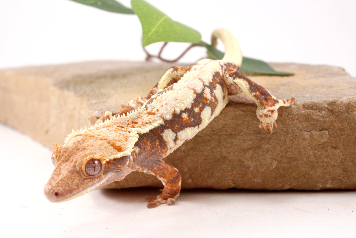 Tri Color Lily White Crested Gecko