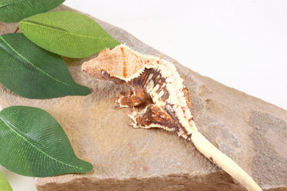 Tri Color Lily White Crested Gecko
