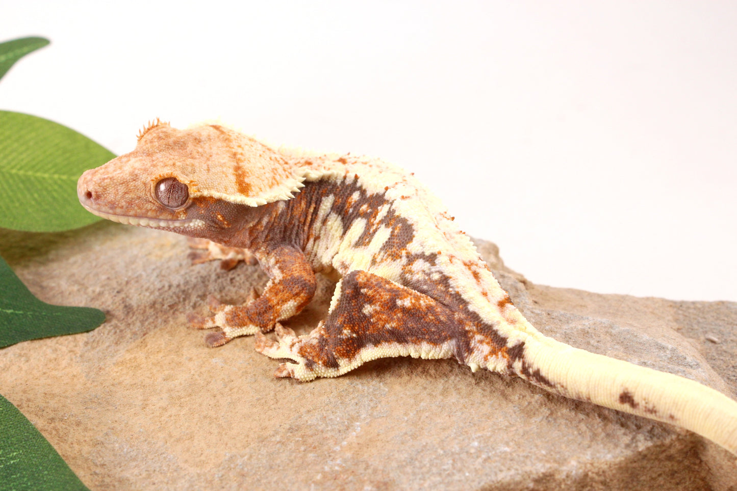 Tri Color Lily White Crested Gecko