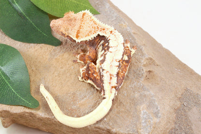 Tri Color Lily White Crested Gecko