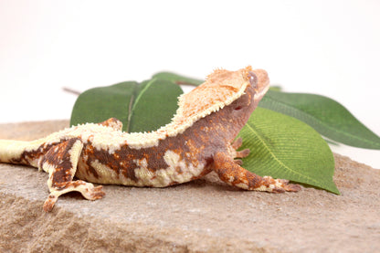 Tri Color Lily White Crested Gecko