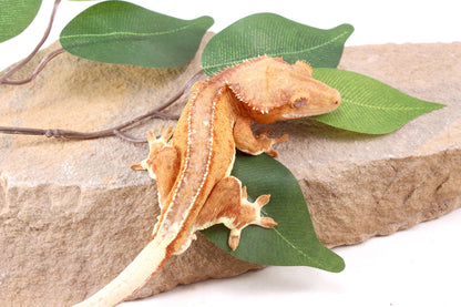 Phantom Lily White Crested Gecko