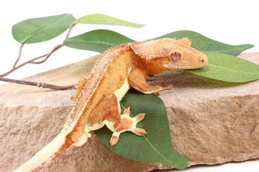 Phantom Lily White Crested Gecko