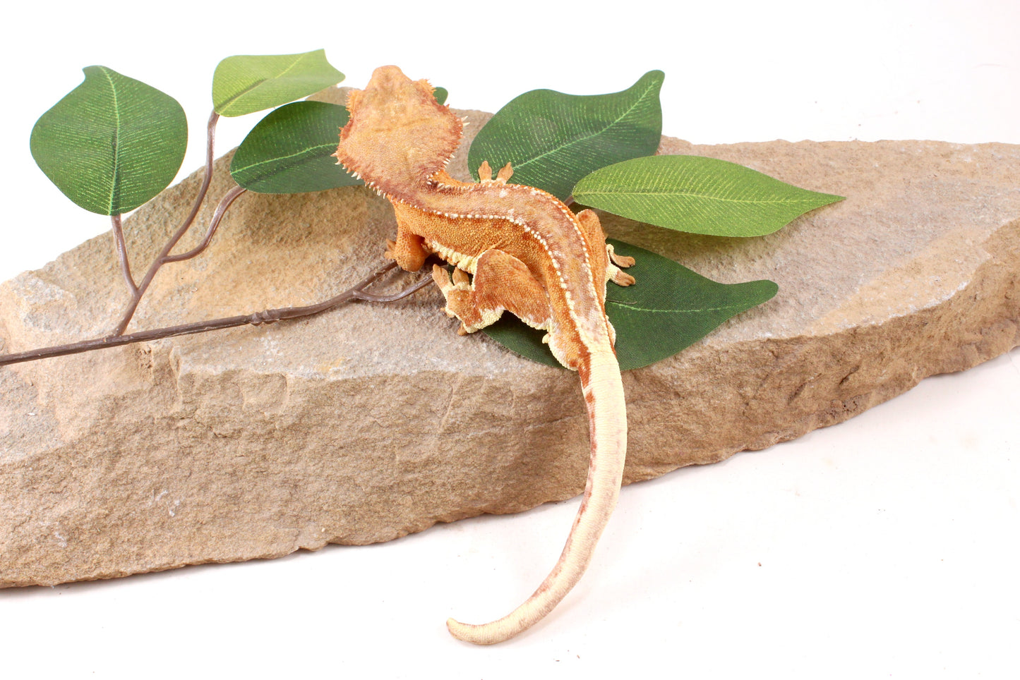 Phantom Lily White Crested Gecko