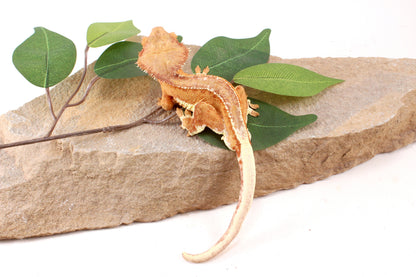 Phantom Lily White Crested Gecko