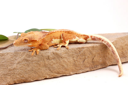 Phantom Lily White Crested Gecko
