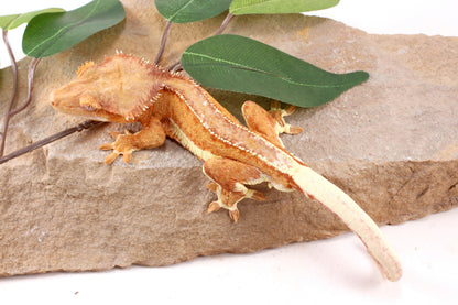Phantom Lily White Crested Gecko