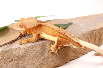 Phantom Lily White Crested Gecko