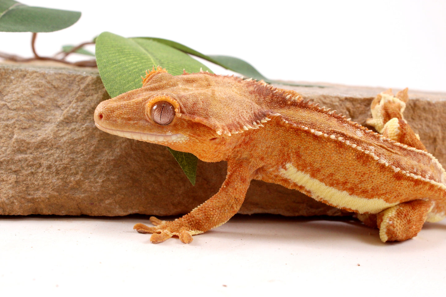 Phantom Lily White Crested Gecko