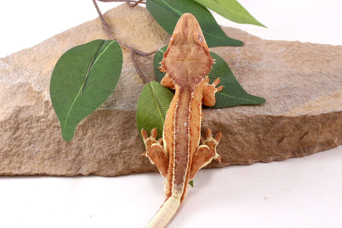 Phantom Lily White Crested Gecko