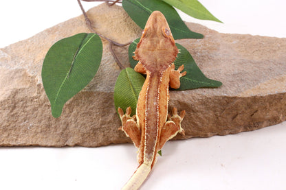 Phantom Lily White Crested Gecko