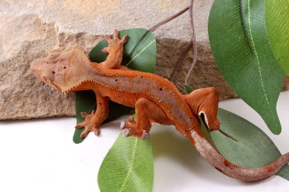 Red Phantom Dalmatian Crested Gecko