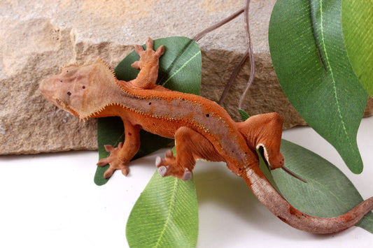 Red Phantom Dalmatian Crested Gecko