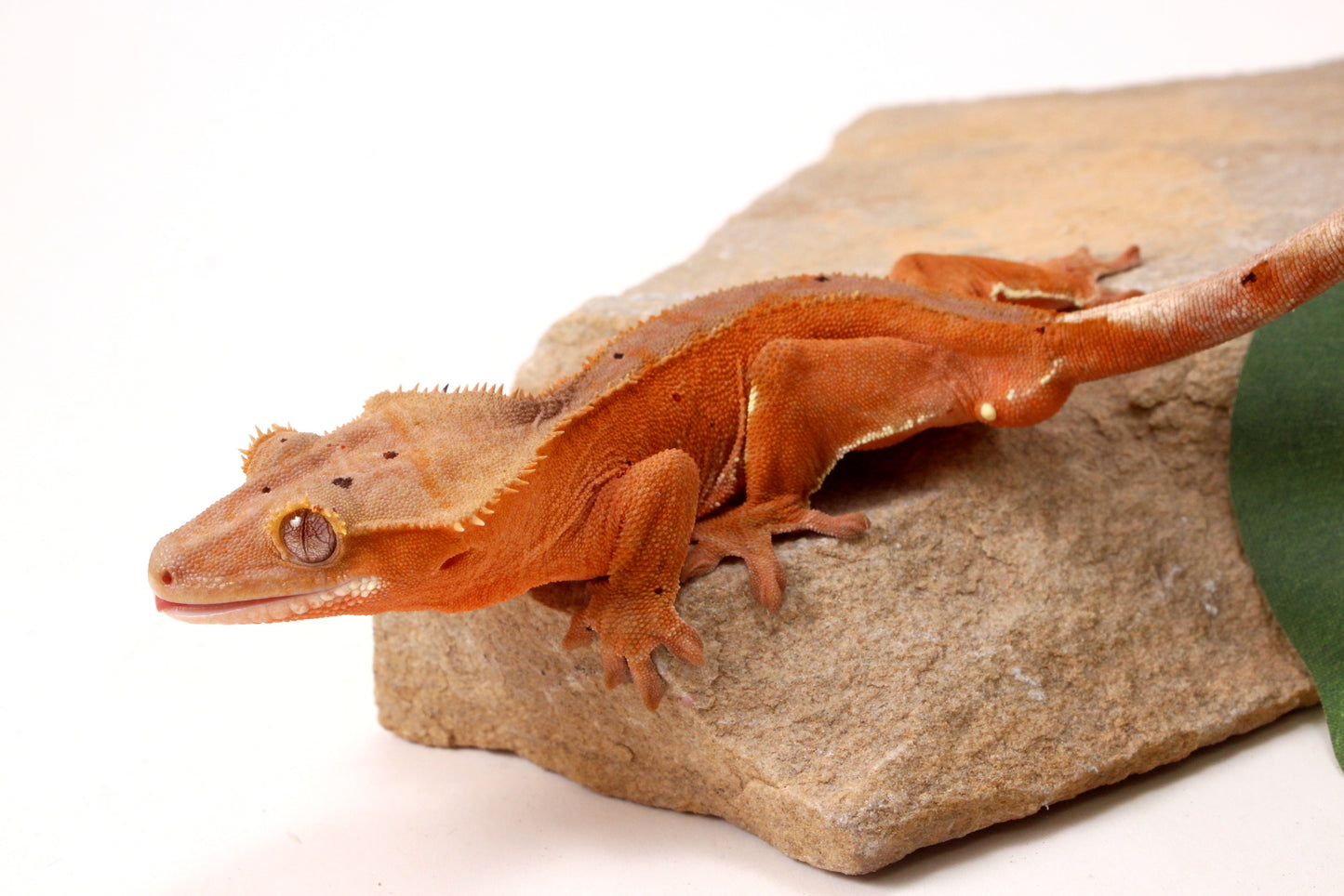 Red Phantom Dalmatian Crested Gecko