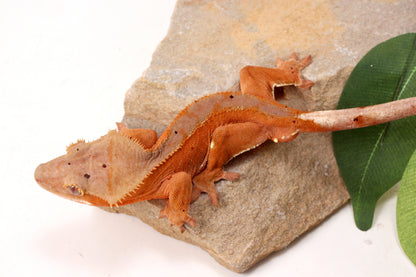 Red Phantom Dalmatian Crested Gecko