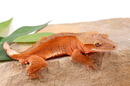 Red Phantom Dalmatian Crested Gecko