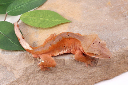 Red Phantom Dalmatian Crested Gecko