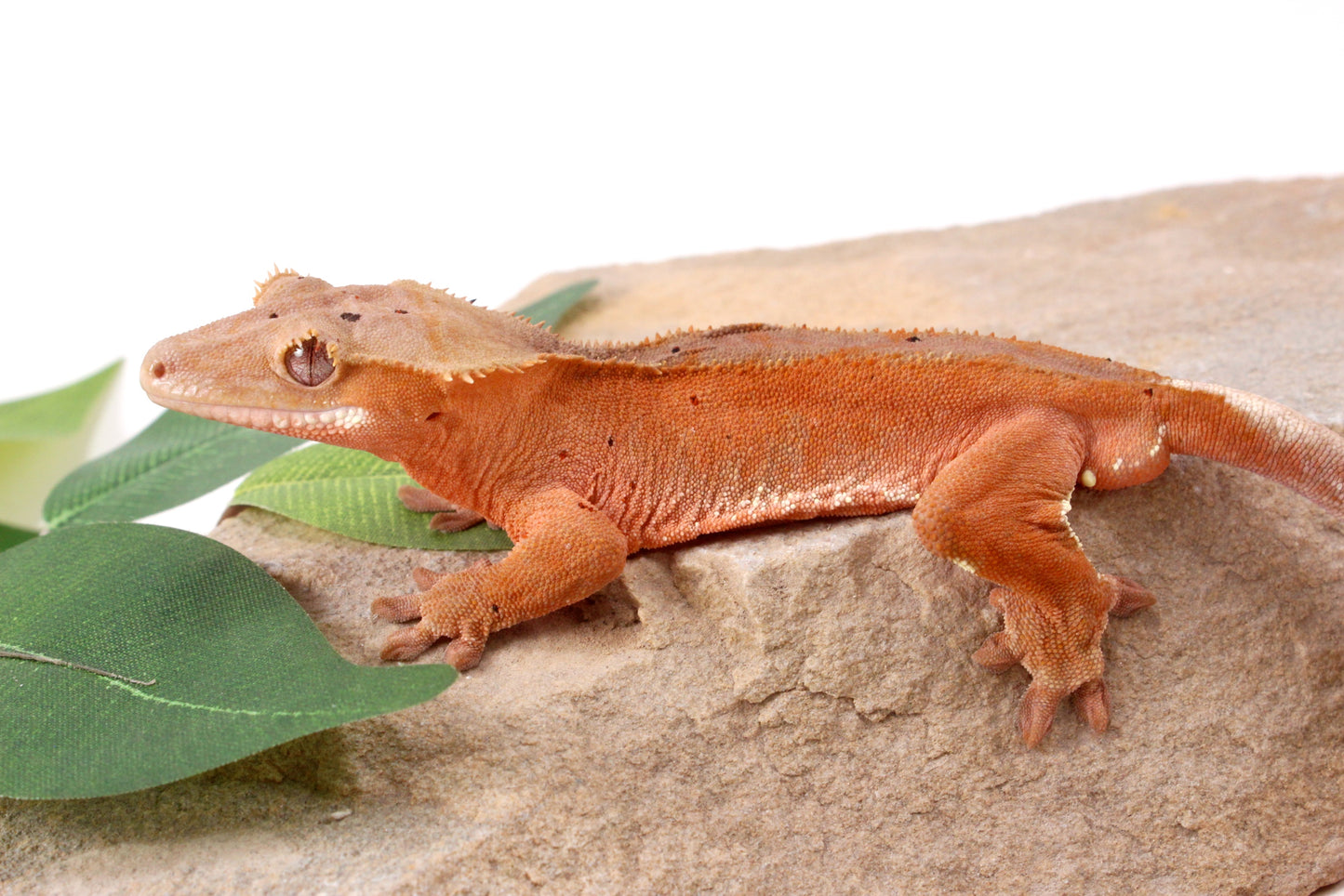 Red Phantom Dalmatian Crested Gecko