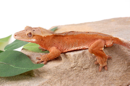 Red Phantom Dalmatian Crested Gecko