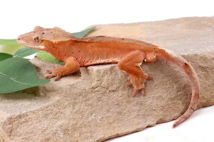 Red Phantom Dalmatian Crested Gecko