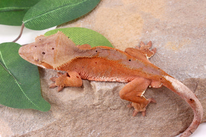 Red Phantom Dalmatian Crested Gecko