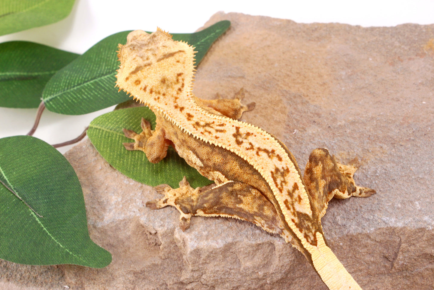 Chocolate Quad Stripe Crested Gecko