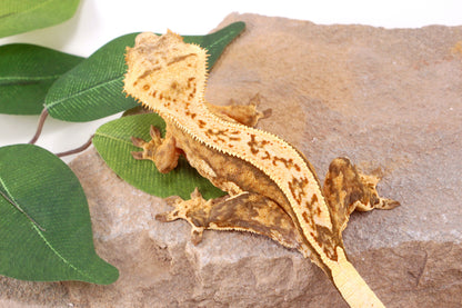 Chocolate Quad Stripe Crested Gecko