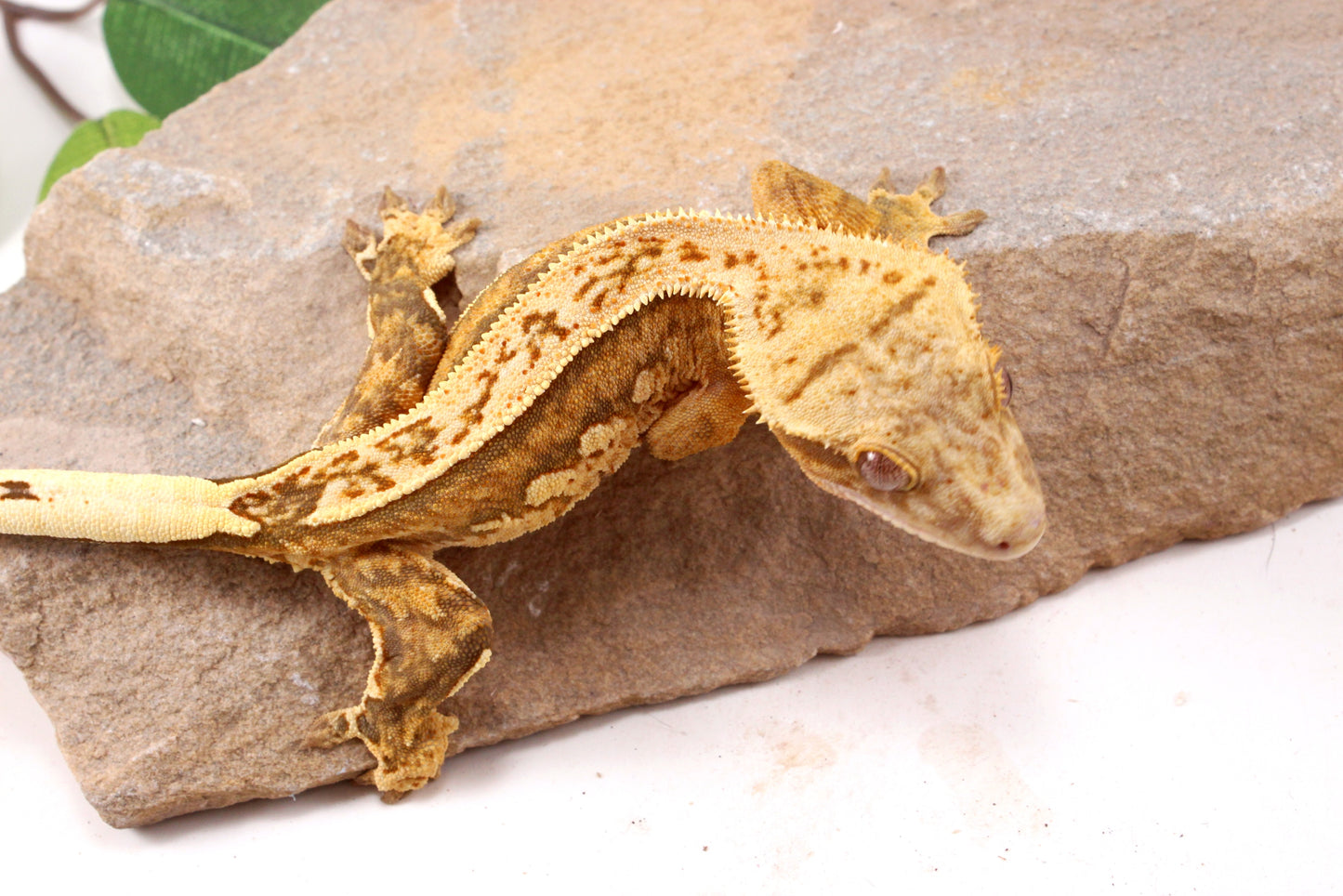 Chocolate Quad Stripe Crested Gecko