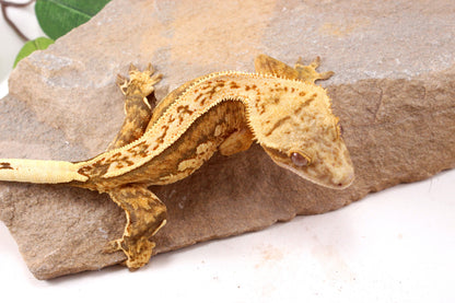 Chocolate Quad Stripe Crested Gecko