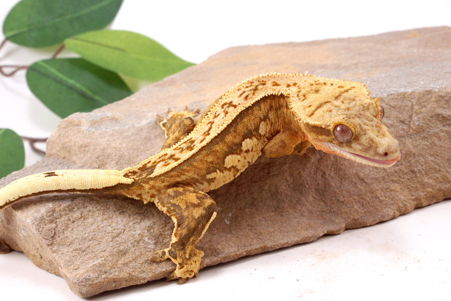 Chocolate Quad Stripe Crested Gecko