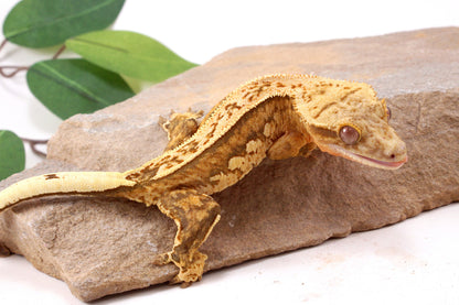 Chocolate Quad Stripe Crested Gecko
