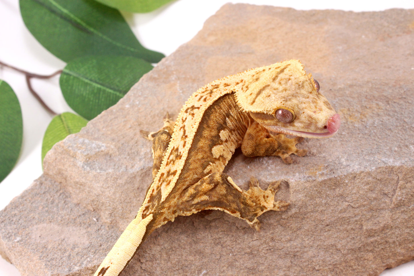 Chocolate Quad Stripe Crested Gecko