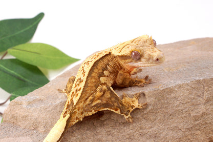 Chocolate Quad Stripe Crested Gecko