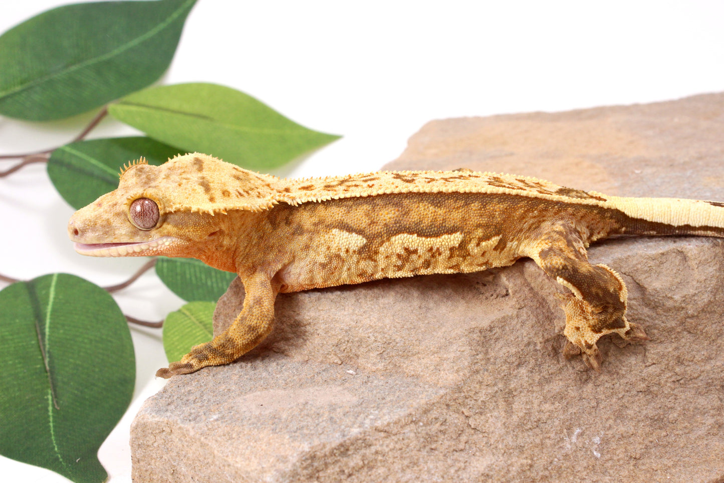 Chocolate Quad Stripe Crested Gecko