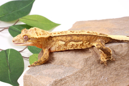 Chocolate Quad Stripe Crested Gecko