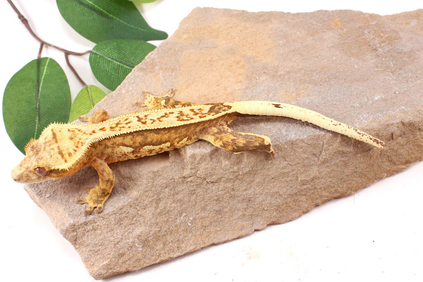 Chocolate Quad Stripe Crested Gecko
