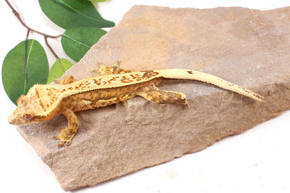 Chocolate Quad Stripe Crested Gecko