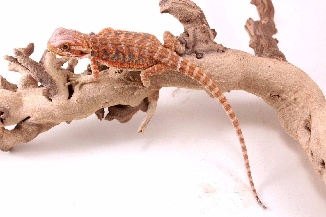 Hypo Orange Tiger Blue Bar Leatherback Bearded Dragon