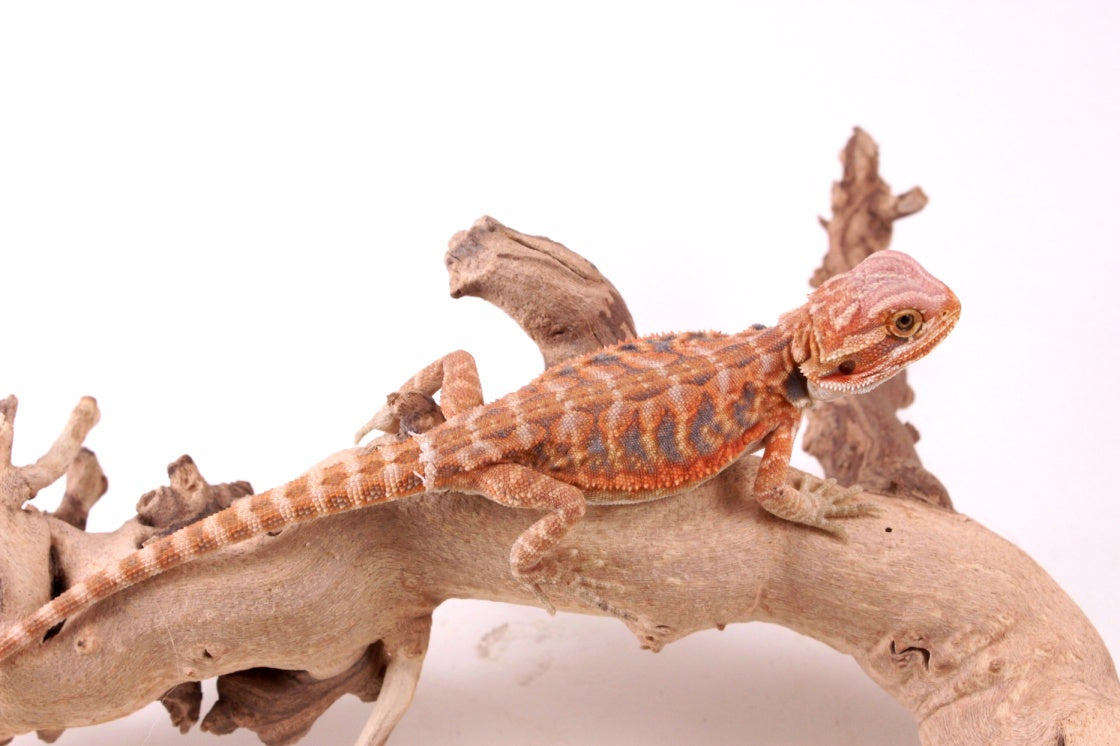 Hypo Orange Tiger Blue Bar Leatherback Bearded Dragon