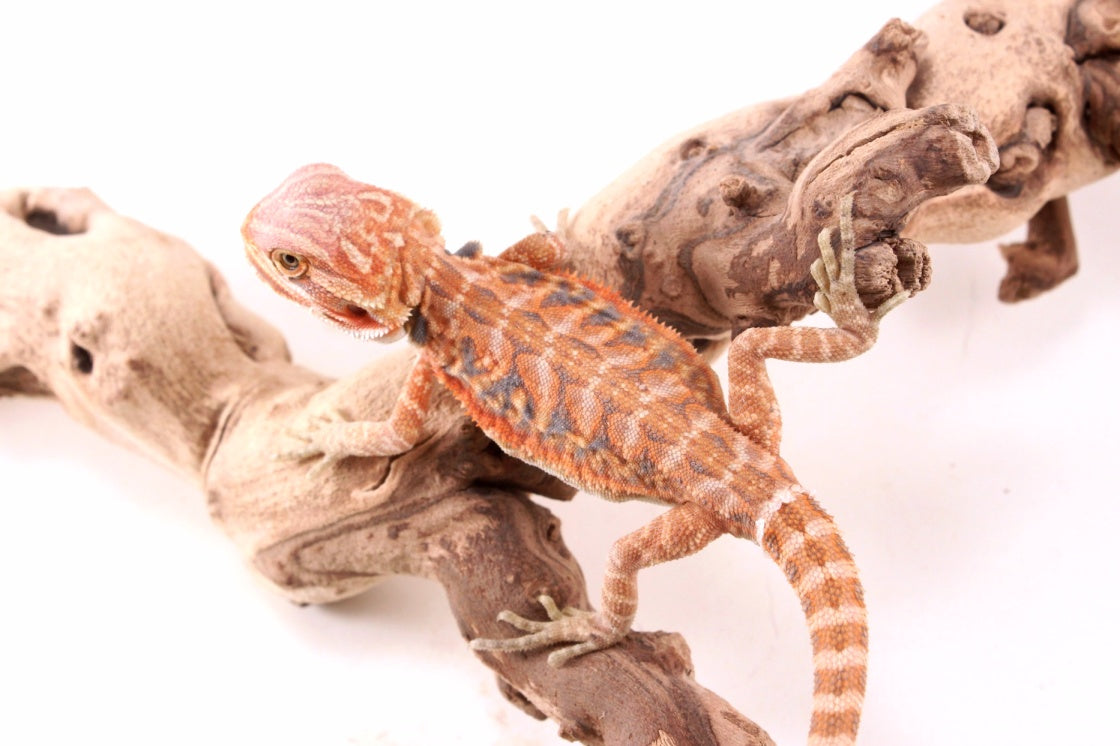 Hypo Orange Tiger Blue Bar Leatherback Bearded Dragon
