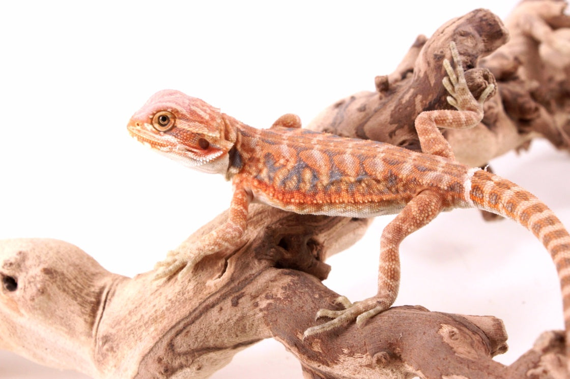 Hypo Orange Tiger Blue Bar Leatherback Bearded Dragon