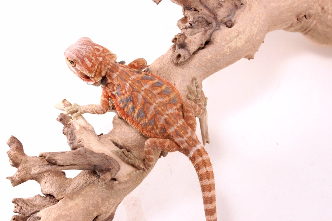 Hypo Orange Tiger Blue Bar Leatherback Bearded Dragon