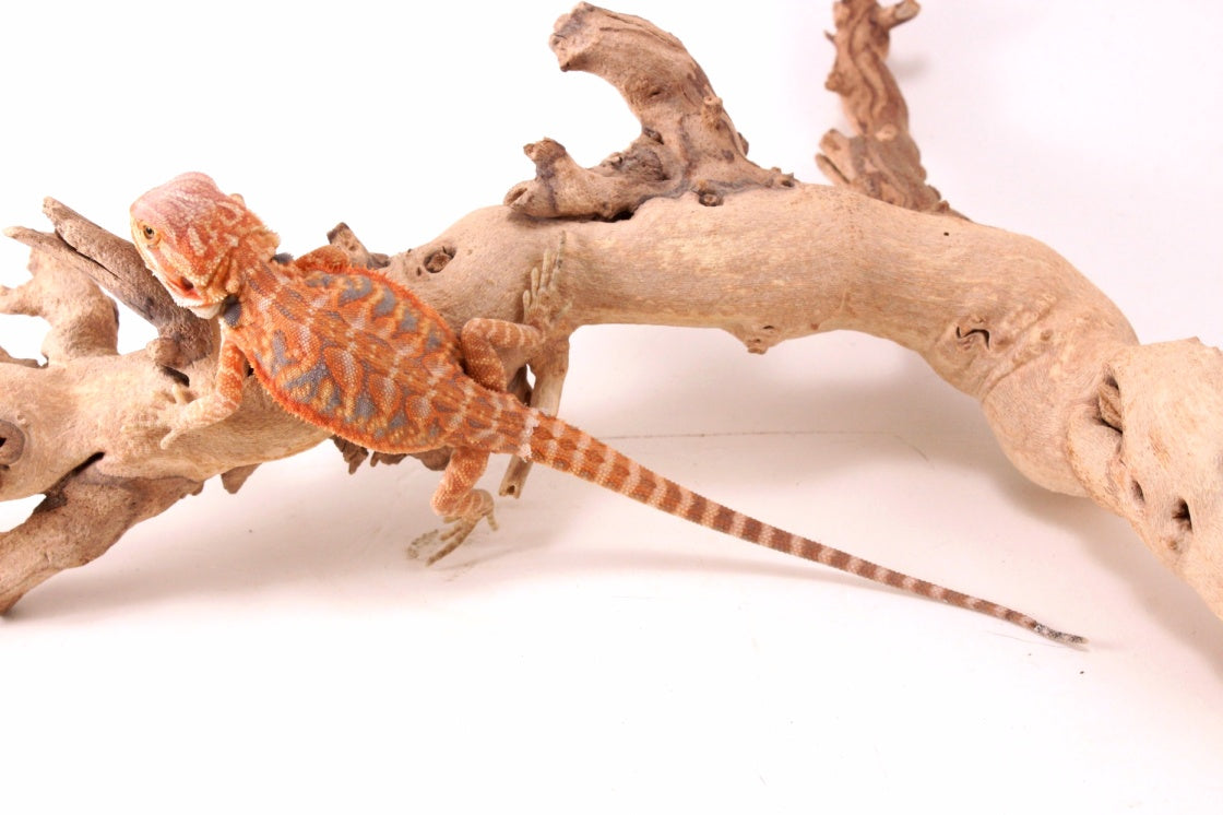 Hypo Orange Tiger Blue Bar Leatherback Bearded Dragon