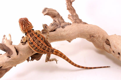 Hypo Genetic Stripe Bearded Dragon