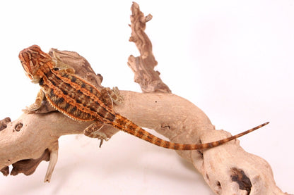 Hypo Genetic Stripe Bearded Dragon